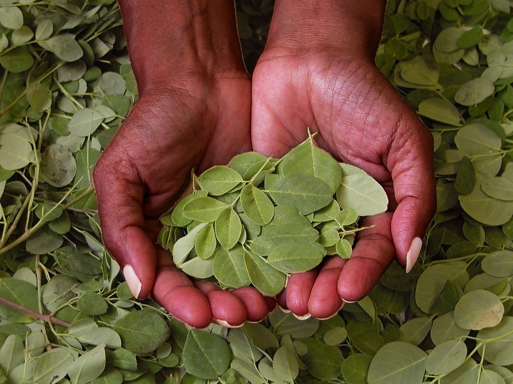 Hands holding freshly harvested Moringa leaves